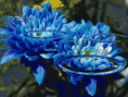 /album/fenykepgaleria/a120-gif/