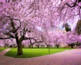 /album/fenykepgaleria/tavasz-japan-cseresznyefa-viragzas-1009324-1414508-7010-jpg/